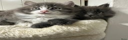 Norwegian Forest Cat cats for sale: 7 Exceptionally beautiful Norwegian Forest kittens - Advert 11