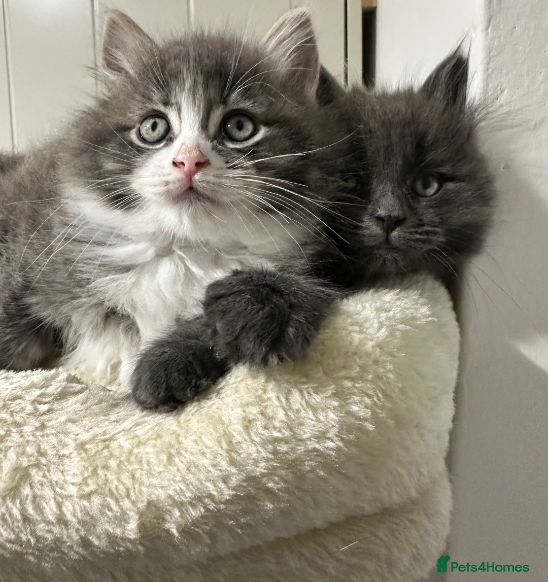 Norwegian Forest Cat cats for sale: 7 Exceptionally beautiful Norwegian Forest kittens - Advert 11