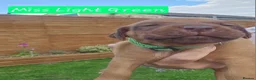 Rhodesian Ridgeback dogs for sale: Beautiful Rhodesian Ridgeback Puppies  in Doncaster - Advert 5