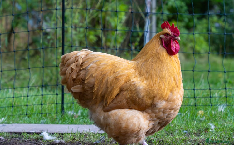 Chickens poultry - Advert 6