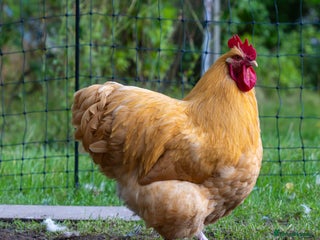 Chickens poultry - Advert 2