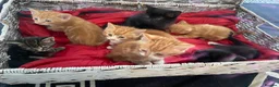 Mixed Breed cats for sale: Kittens looking for forever homes in Wallingford - Advert 3
