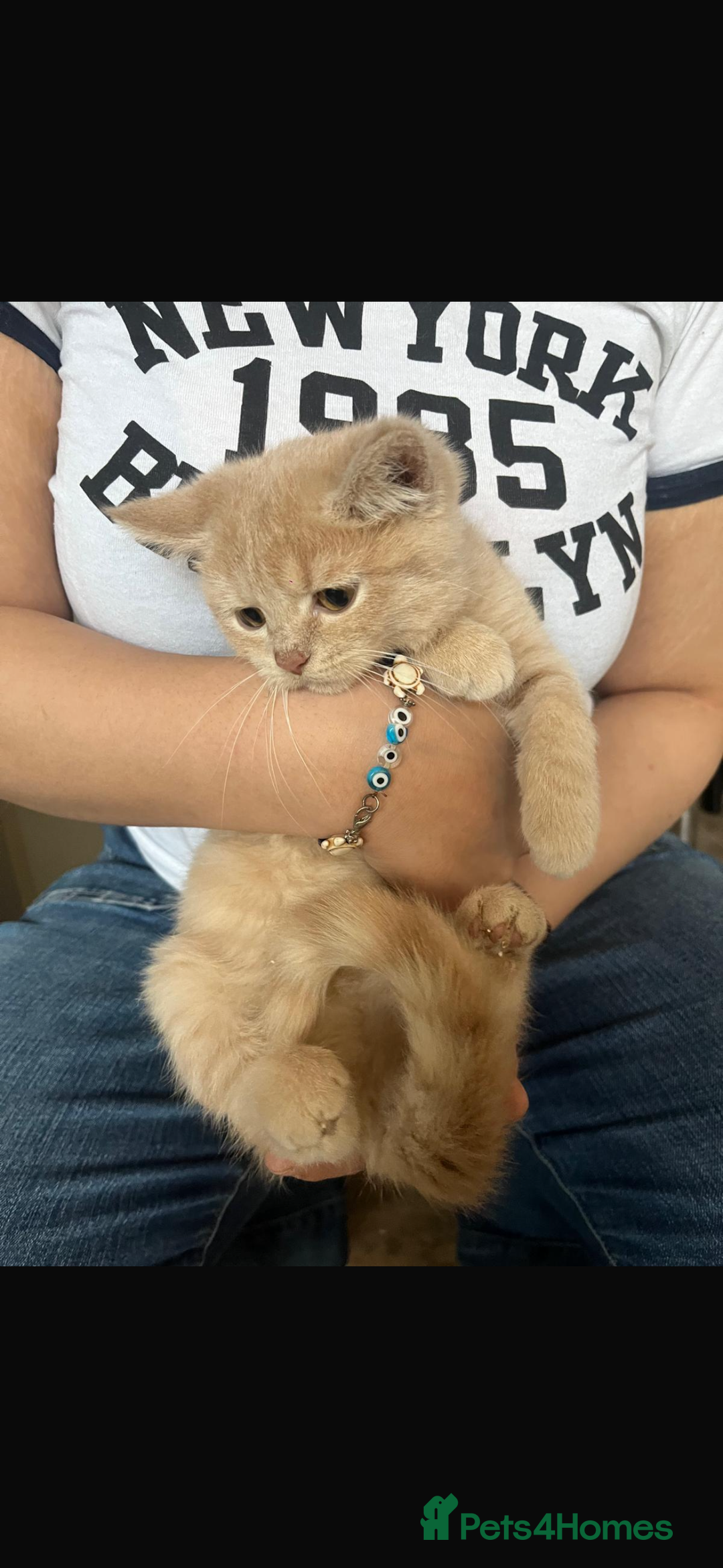 Mixed Breed cats for sale: Persian x Russian blue & British shorthair - Image 16