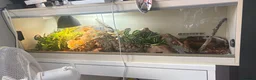 King Snake reptiles for sale: california kingsnake  in Nottingham - Advert 3