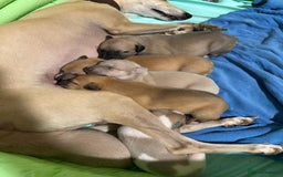 Whippet dogs for sale: KC Whippet puppies - Image 5