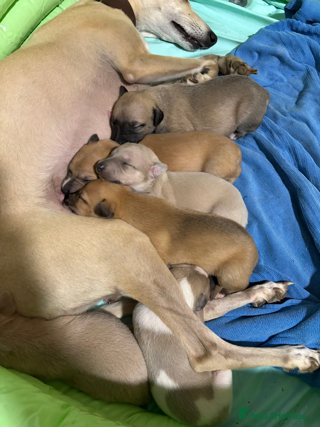 Whippet dogs for sale: KC Whippet puppies - Image 5
