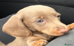 Dachshund dogs for sale: Dachshund - Image 3
