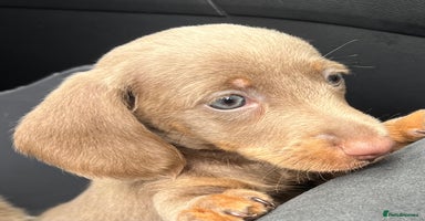 Dachshund dogs - Advert 4
