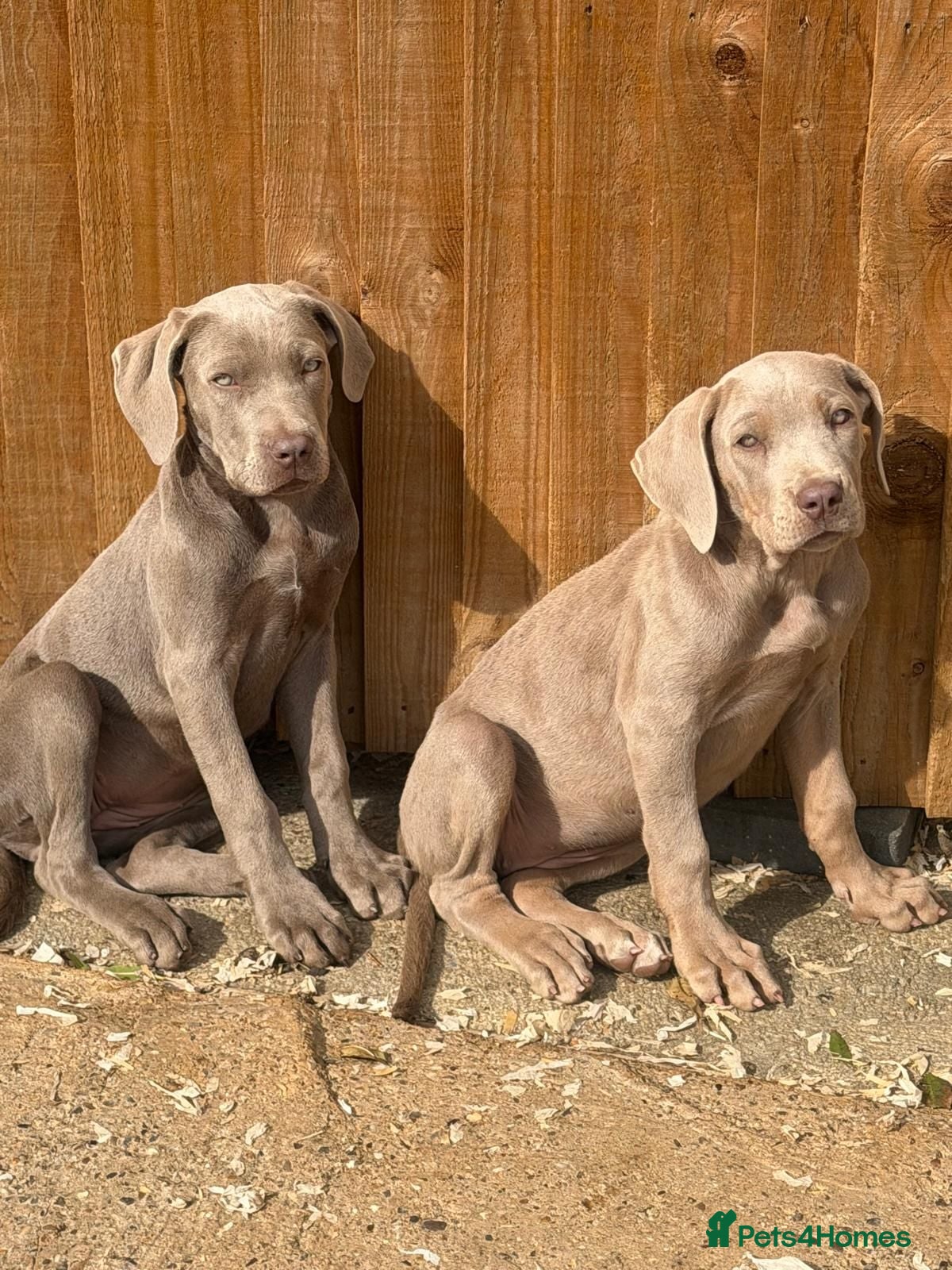 Cane Corso dogs Cane corso pups fully vaccinated  - Advert 2