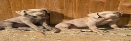 Cane Corso dogs for sale: Cane corso pups fully vaccinated  - Advert 7