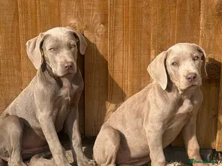 Cane Corso dogs Cane corso pups fully vaccinated - Advert 2