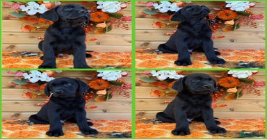 Labrador Retriever dogs - Advert 8