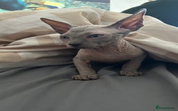 Sphynx cats for sale: Amazing boy. - Image 13