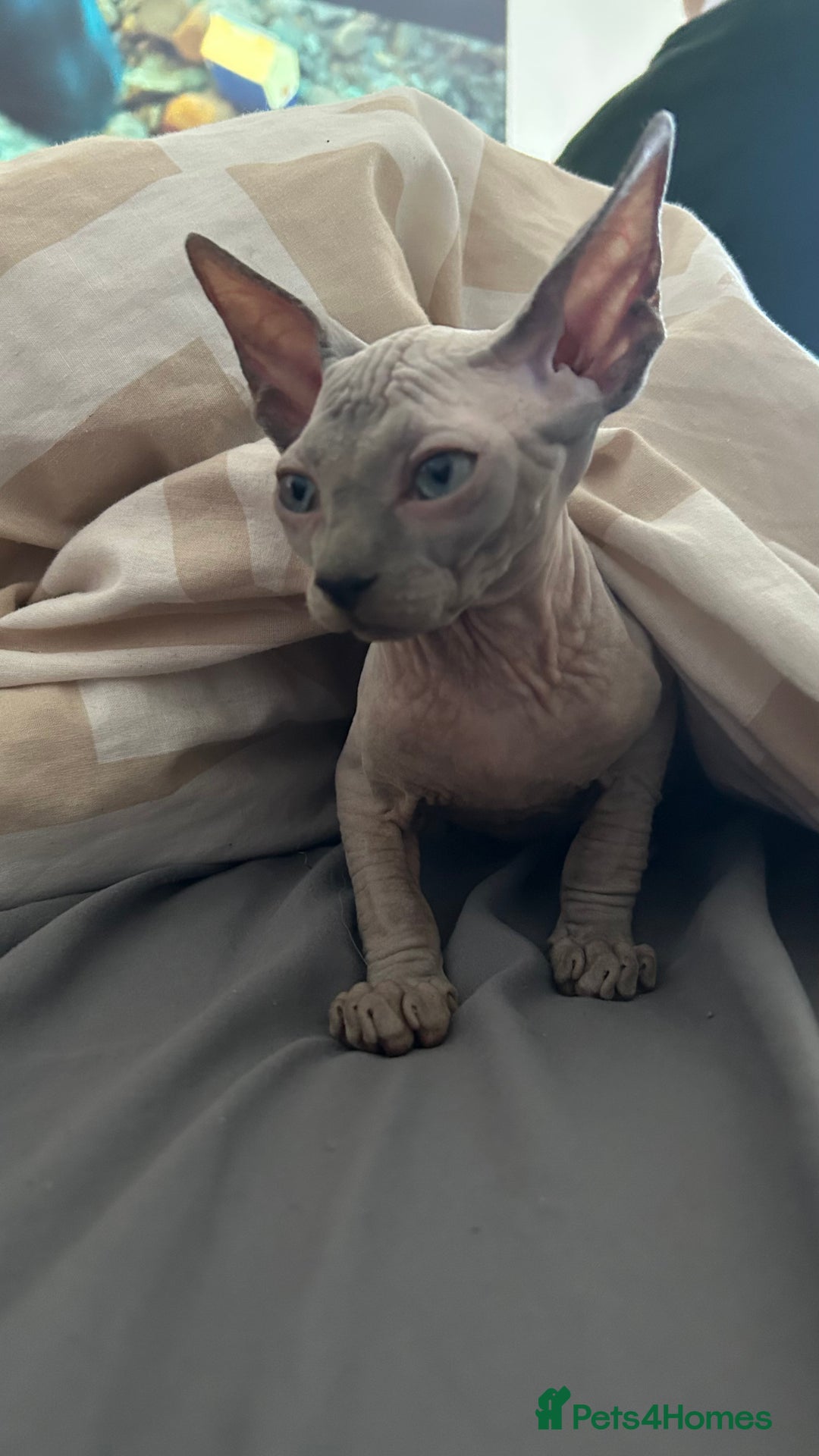 Sphynx cats for sale: Amazing boy. - Image 13