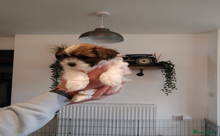 Lhasa Apso dogs - Advert 1