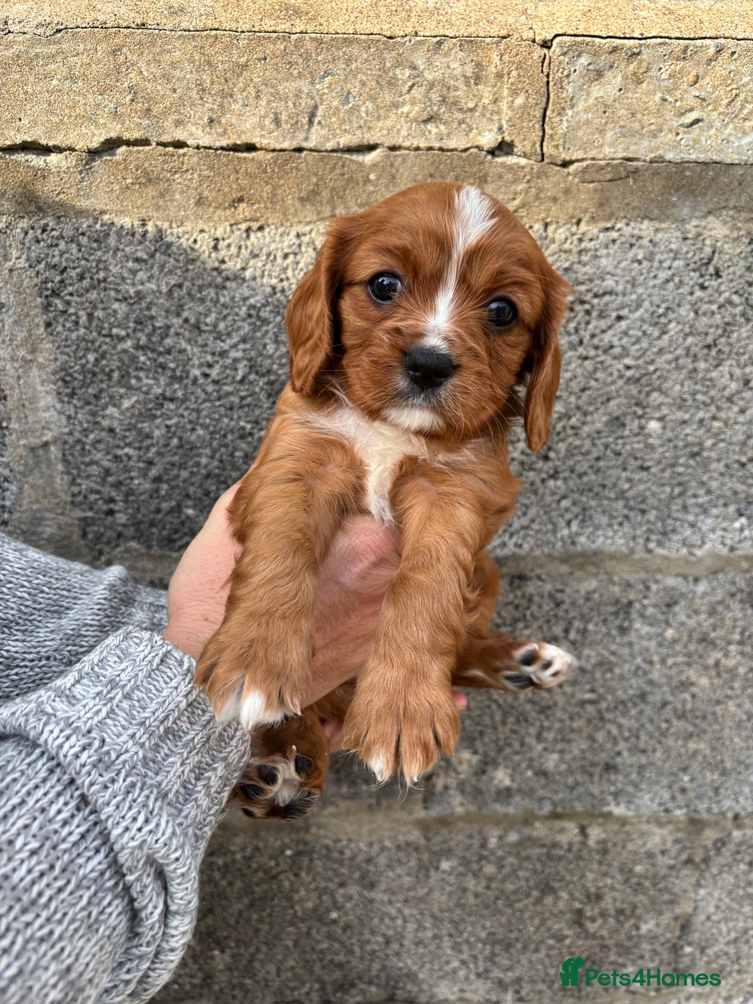 Cavalier King Charles Spaniel dogs for sale: Gorgeous cavalier puppies  - Image 4