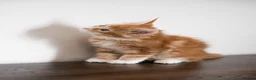 Maine Coon cats for sale: 5 Beautiful Russian Import Kittens TICA - Advert 15