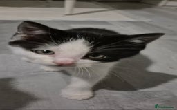 Mixed Breed cats for sale: BEAUTIFUL Kittens Looking forever home - Image 2