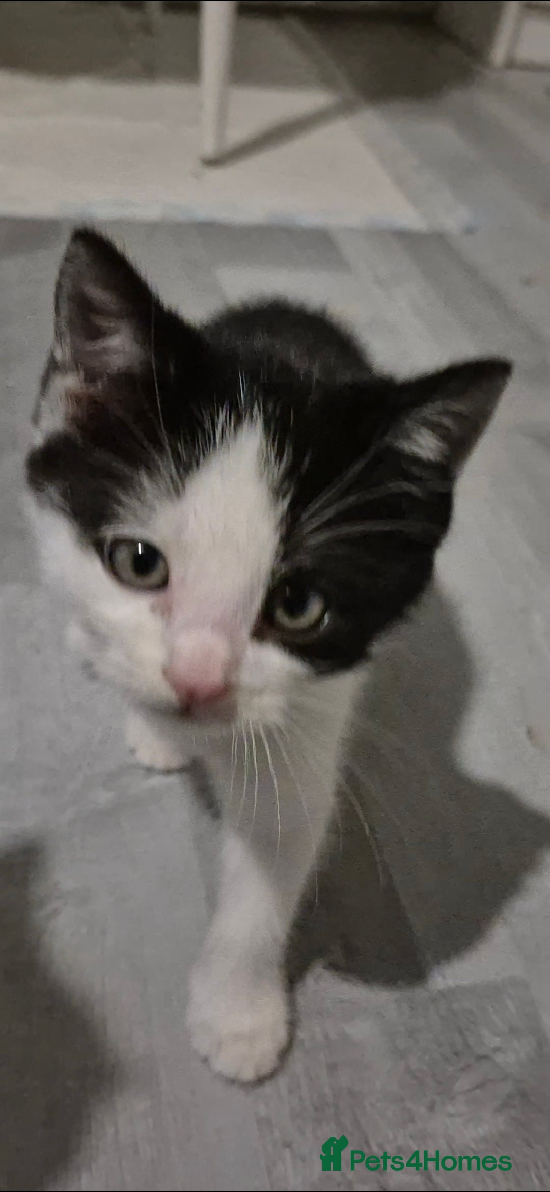 Mixed Breed cats for sale: BEAUTIFUL Kittens Looking forever home - Image 2