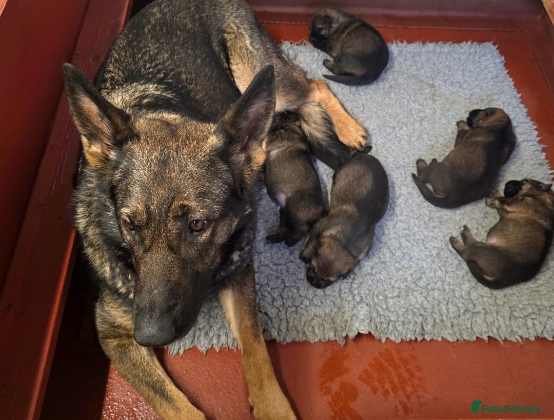 German Shepherd dogs for sale: Superb Working Line German Shepherds  - Advert 6