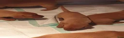 Labrador Retriever dogs for sale:  Labrador Retrievers - Advert 4
