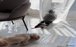 Domestic Shorthair cats for sale: Bulgarian Stray Cat Needing Loving Home - Image 4
