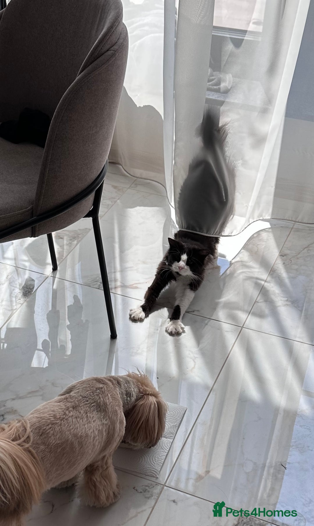 Domestic Shorthair cats for sale: Bulgarian Stray Cat Needing Loving Home - Image 4