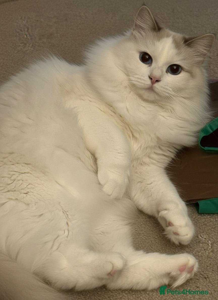 Siberian cats GCCF NEVA MASQUERADE FEMALE  - Advert 5