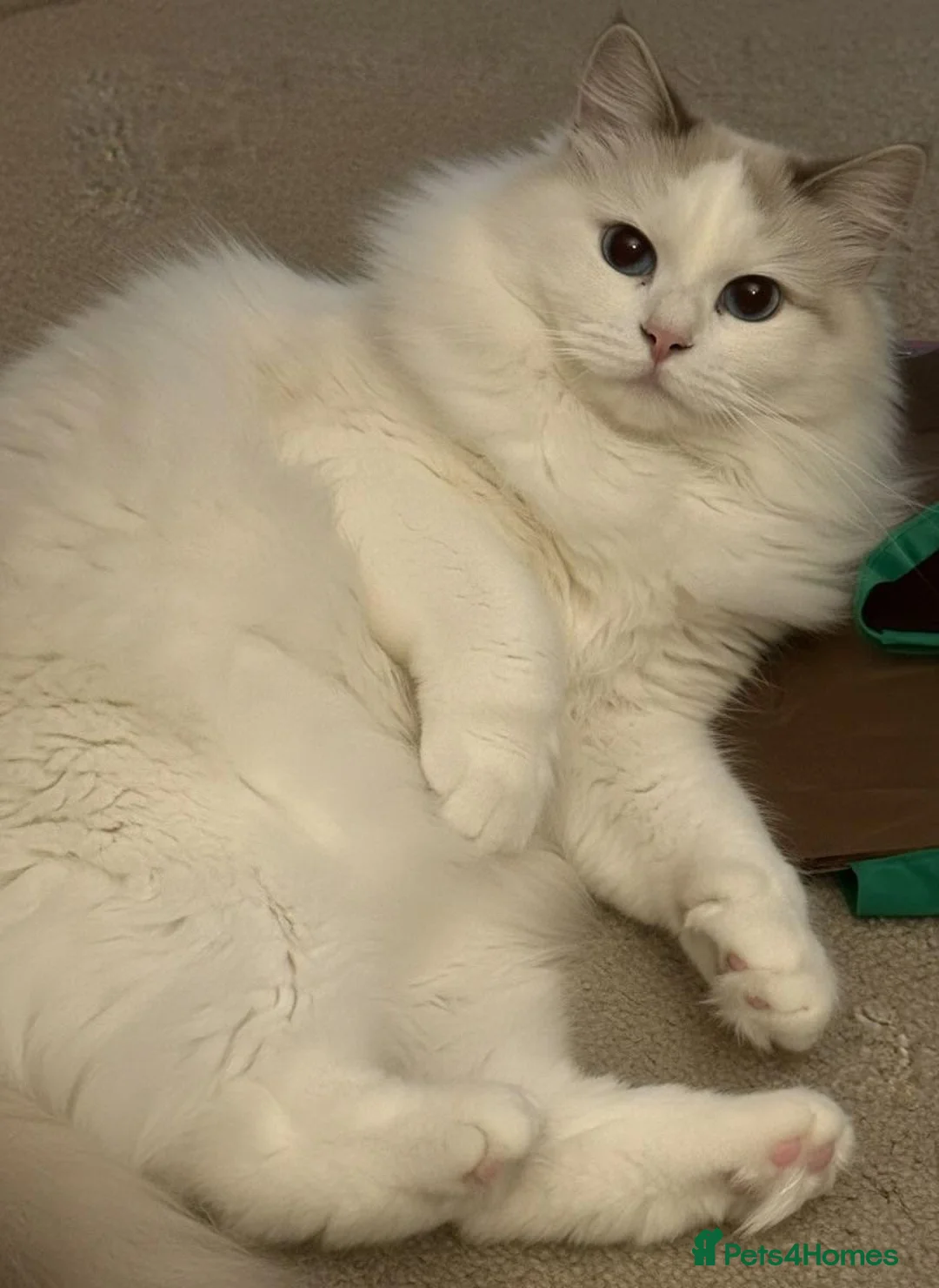 Siberian cats for sale: GCCF NEVA MASQUERADE FEMALE  - Advert 1