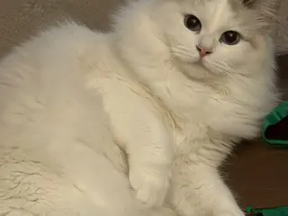 Siberian cats GCCF NEVA MASQUERADE FEMALE - Advert 5