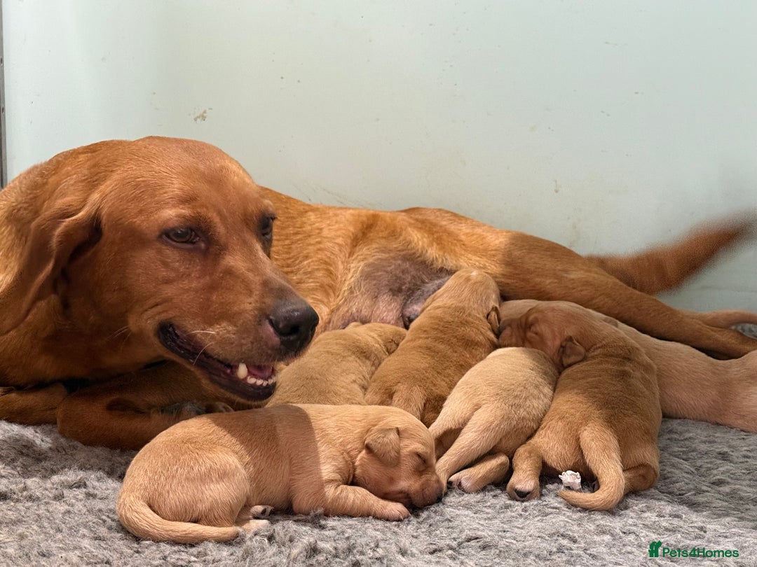 Cockerdor dogs for sale: Beautiful Deep Red Cockerdors DNA Clear - Advert 3