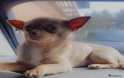 Chihuahua dogs for stud: For Stud Only (Frankie)  - Image 4