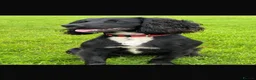 Cocker Spaniel dogs for sale: Working cocker spaniels  - Advert 6
