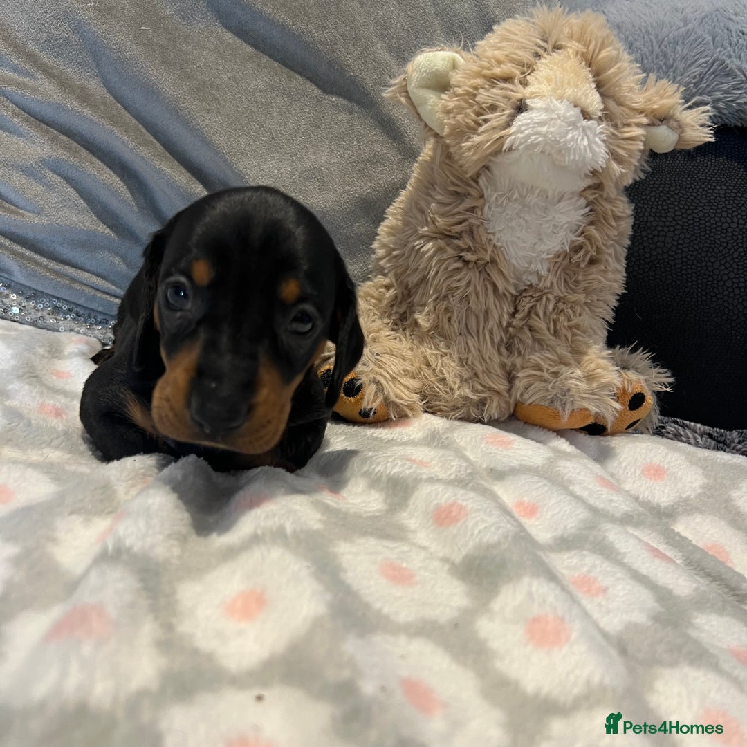 Dachshund dogs for sale: Standard smooth dachshunds from champion parents - Image 11