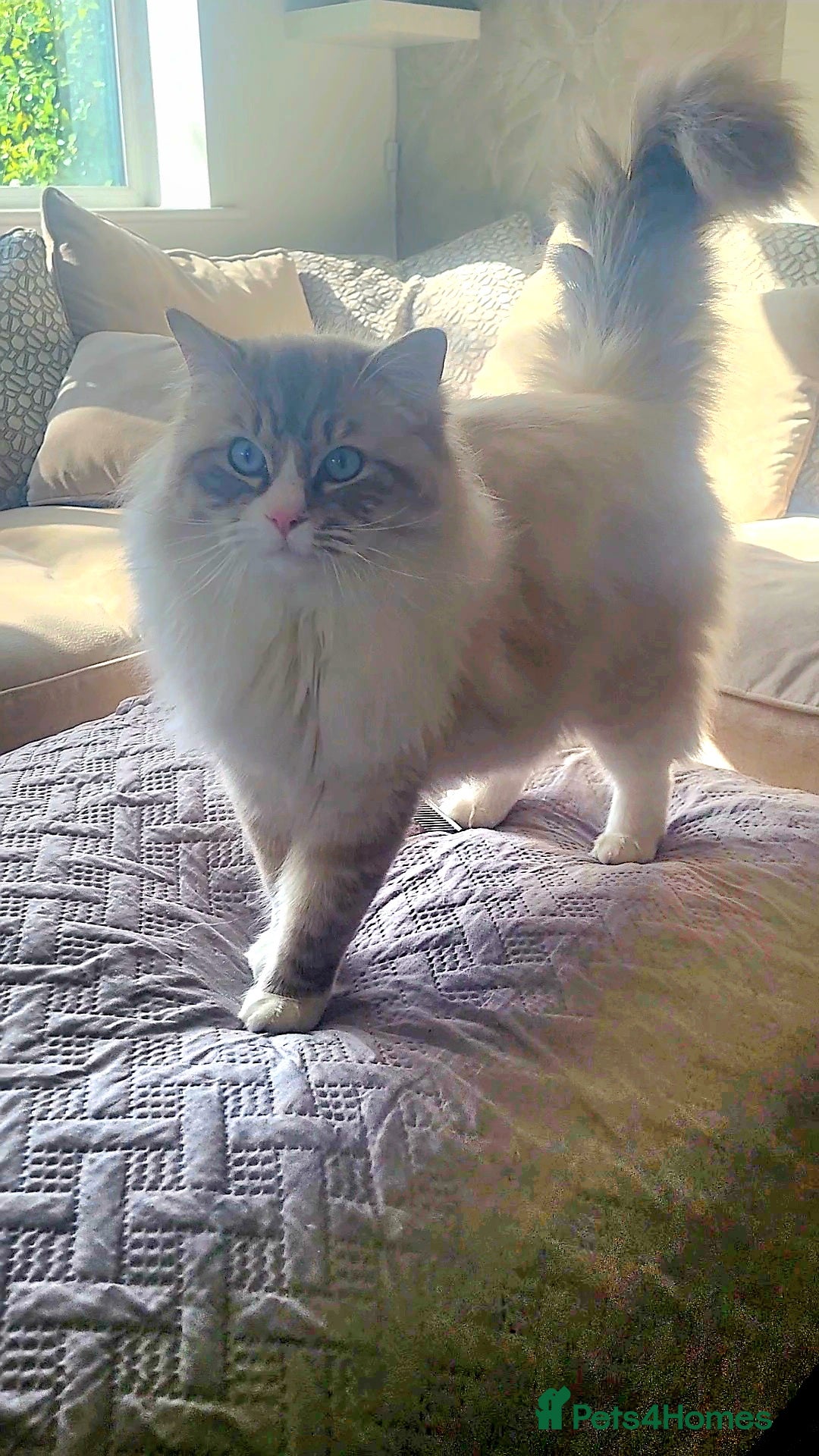 Ragdoll cats for sale: GCCF registered Males - Advert 9