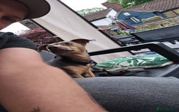 Jack Russell dogs for stud: DENZEL - Image 10