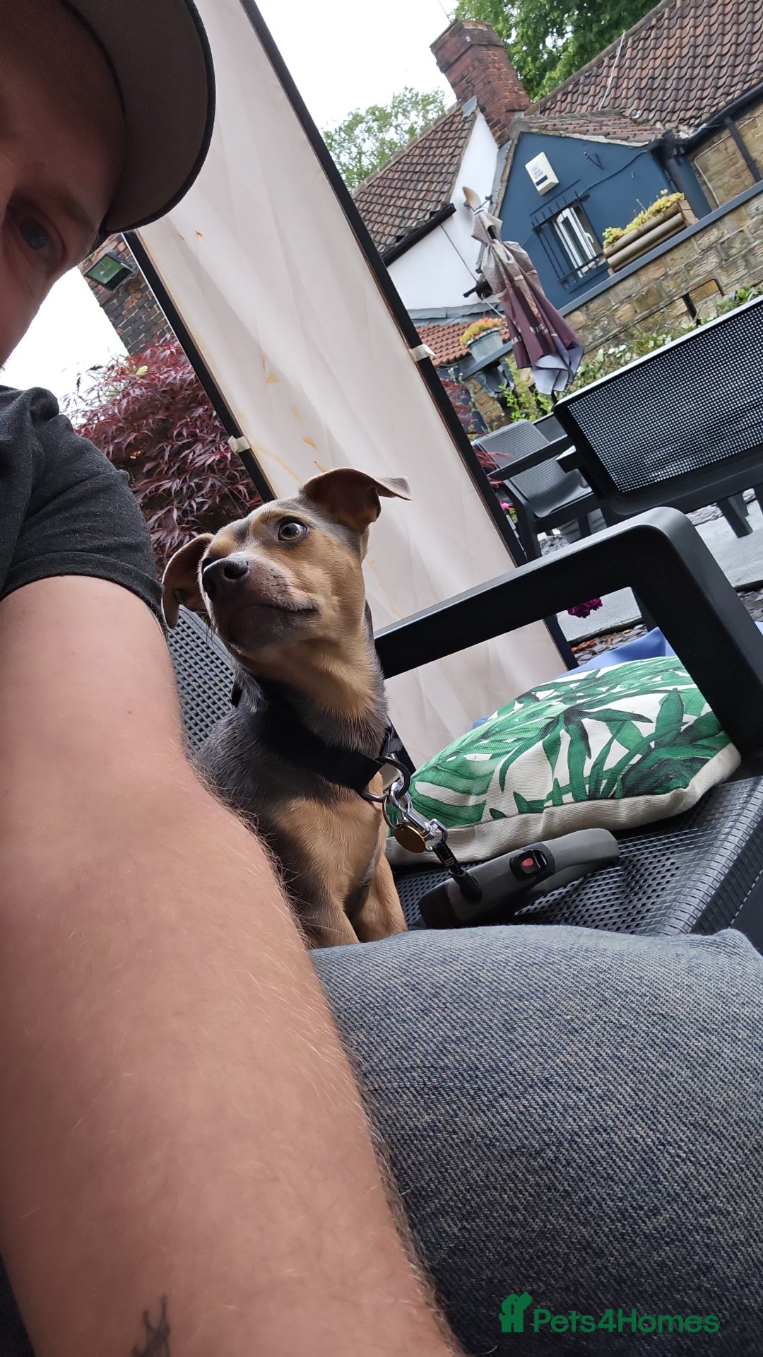 Jack Russell dogs for stud: DENZEL - Image 10