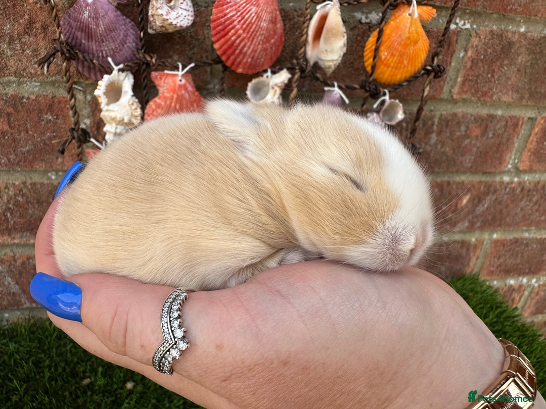 Mini Lop rabbits for sale: Stunning mini lops - Image 32
