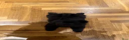 Chow Chow dogs for sale: Black Chow Chow Puppy Full Starter Pack Included in Manchester - Advert 5