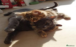 Mixed Breed cats for sale: Dusty and Misty are Affectionate and loving Duo - Image 4