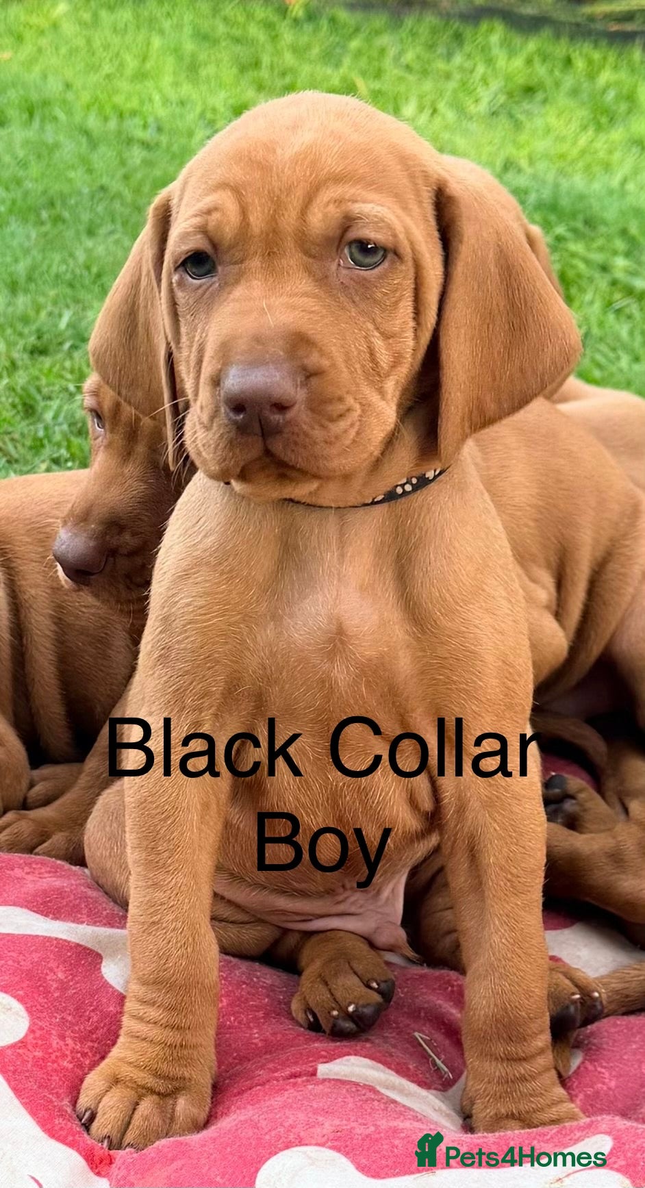 Hungarian Vizsla dogs !!READY TUESDAY!!! Beautiful KC Reg. Vizsla Pups - Advert 2