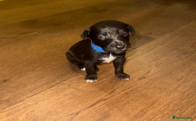 Mixed Breed dogs Stunning F1 Beddy Whippet Pups — Hearts Will Melt - Advert 1