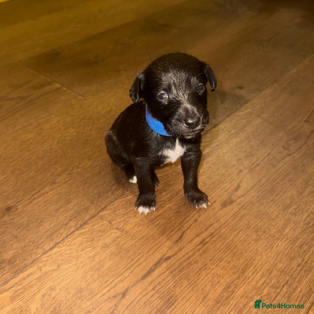 Mixed Breed dogs for sale: Stunning F1 Beddy Whippet Pups — Hearts Will Melt - Advert 1