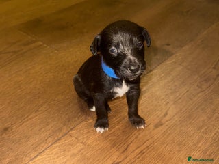 Mixed Breed dogs for sale: Stunning F1 Beddy Whippet Pups — Hearts Will Melt - Advert 1