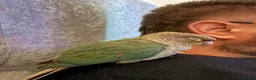 Conures birds for sale: Conure for rehoming  - Advert 2