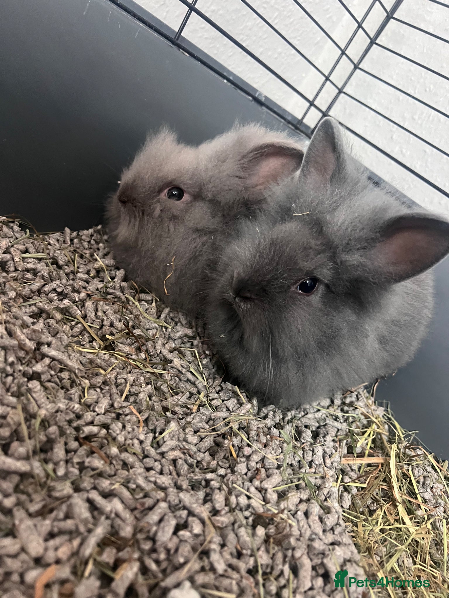 Lionhead rabbits Lionhead Rabbits  - Advert 2