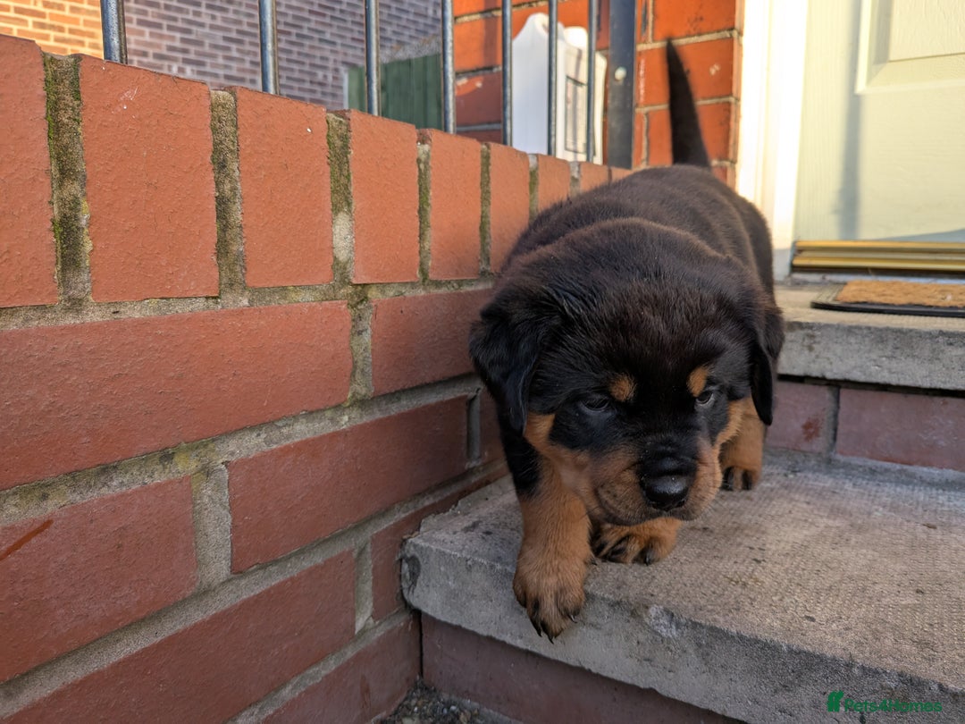 Rottweiler dogs for sale: Exclusive UK Rottweiler Puppy Champion Bloodlines - Image 13