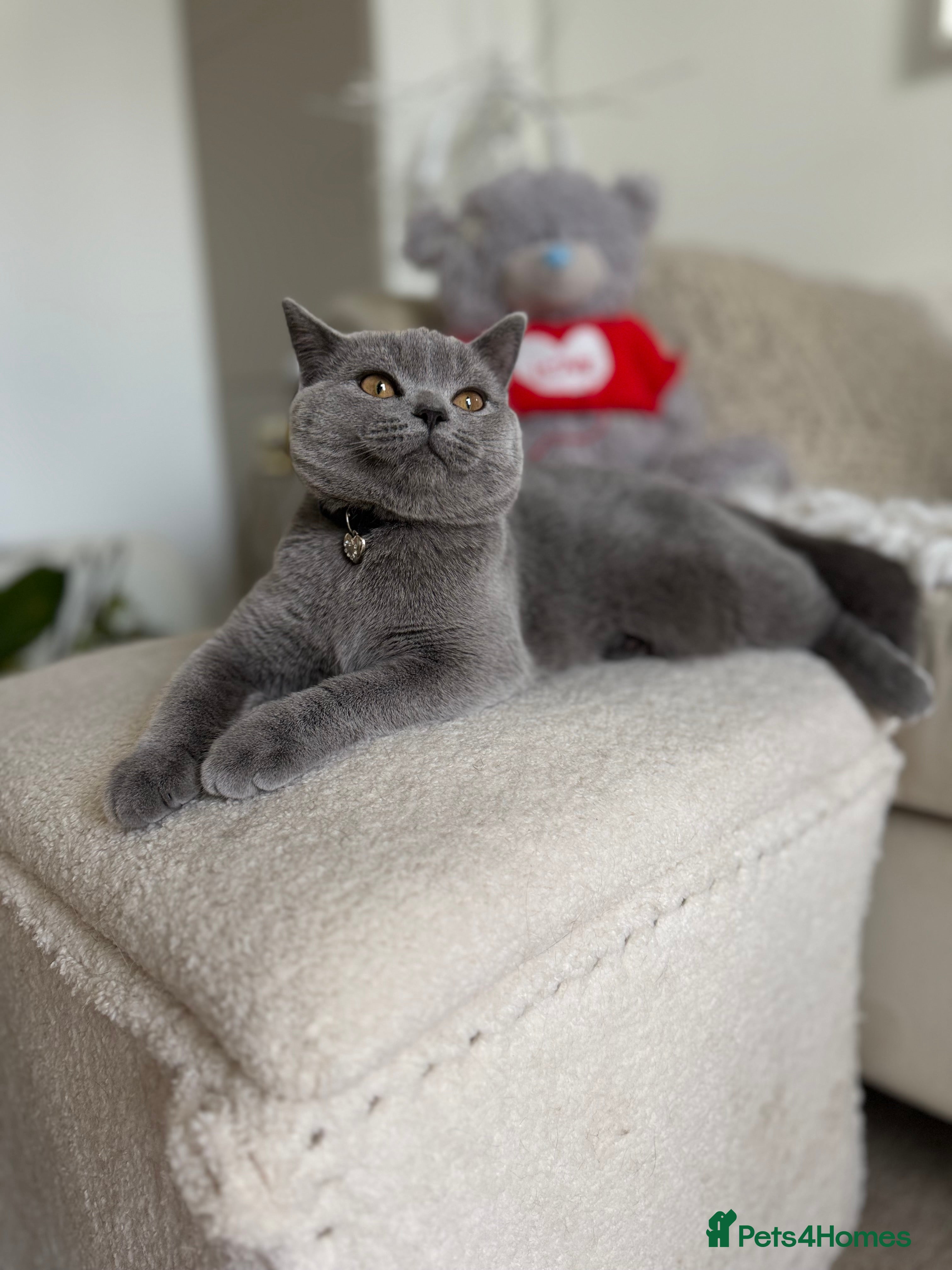 Scottish Fold cats Lovely Scottish straight girl - Advert 18