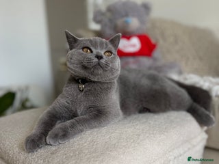Scottish Fold cats - Advert 2