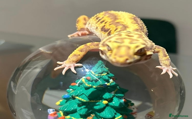 Gecko reptiles - Advert 9